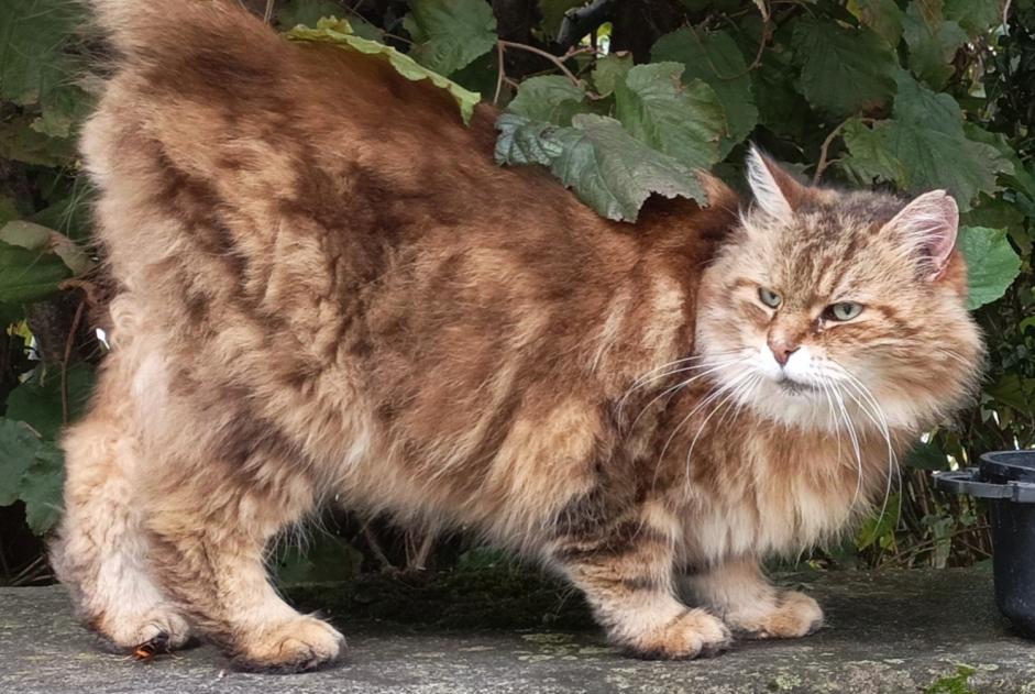 Fundmeldung Katze Unbekannt Grenoble Frankreich