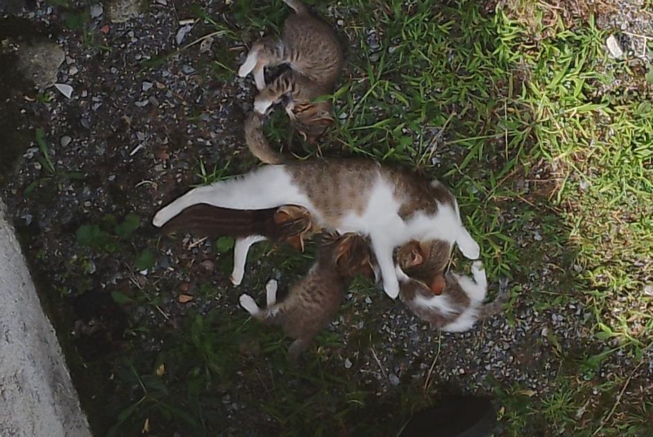 Fundmeldung Katze  Weiblich Lestelle-Bétharram Frankreich