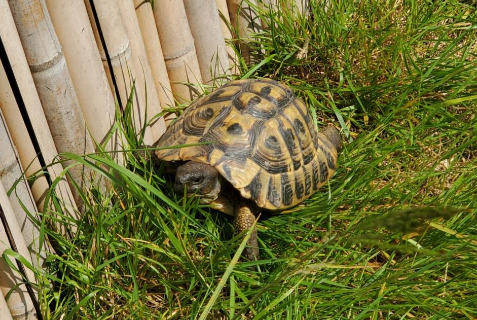 Vermisstmeldung Schildkröte Männliche , 2024 jahre Le Poiré-sur-Vie Frankreich