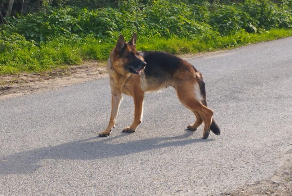 Discovery alert Dog  Unknown Sainte-Cécile France