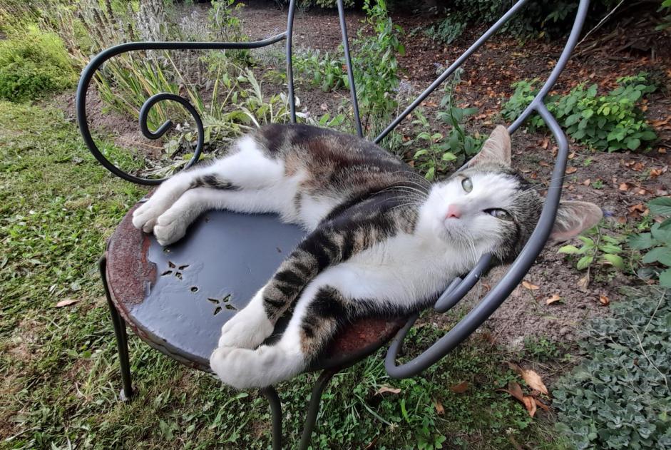 Alerta de Hallazgo Gato Macho Lanloup Francia