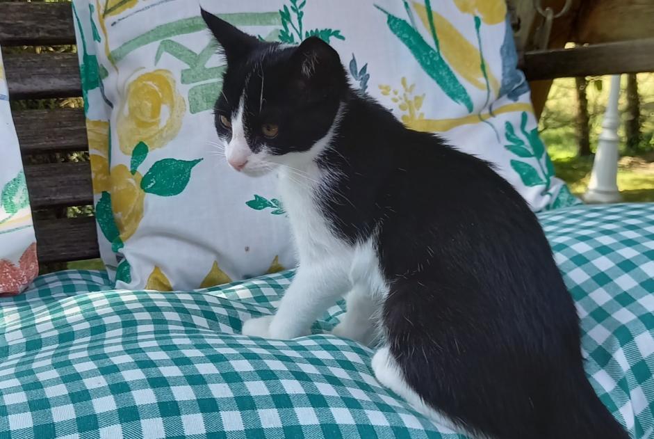 Alerte Disparition Chat Femelle , 0 ans Mathay France