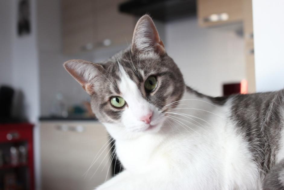 Alerte Disparition Chat Mâle , 8 ans Hanvec France