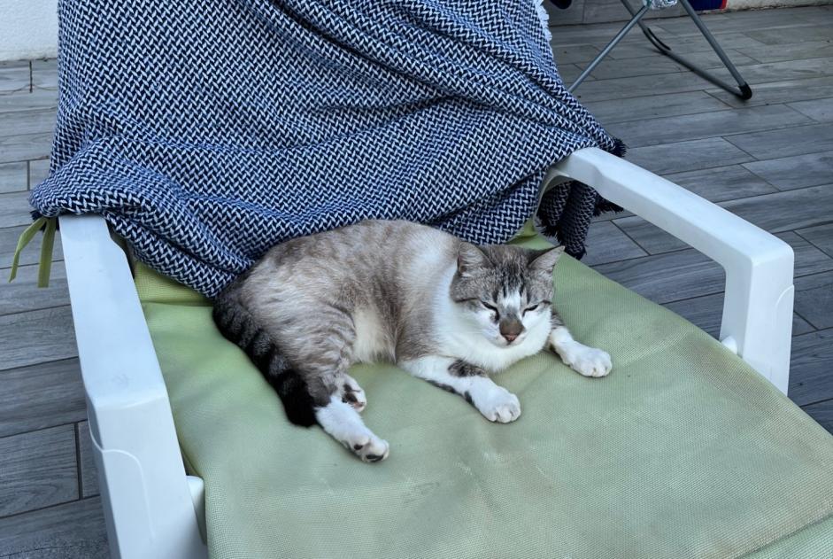 Alerte Disparition Chat Mâle , 3 ans Les Sables-d'Olonne France