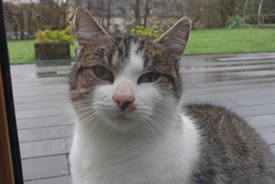 Alerte Découverte Chat  Mâle La Brûlatte France