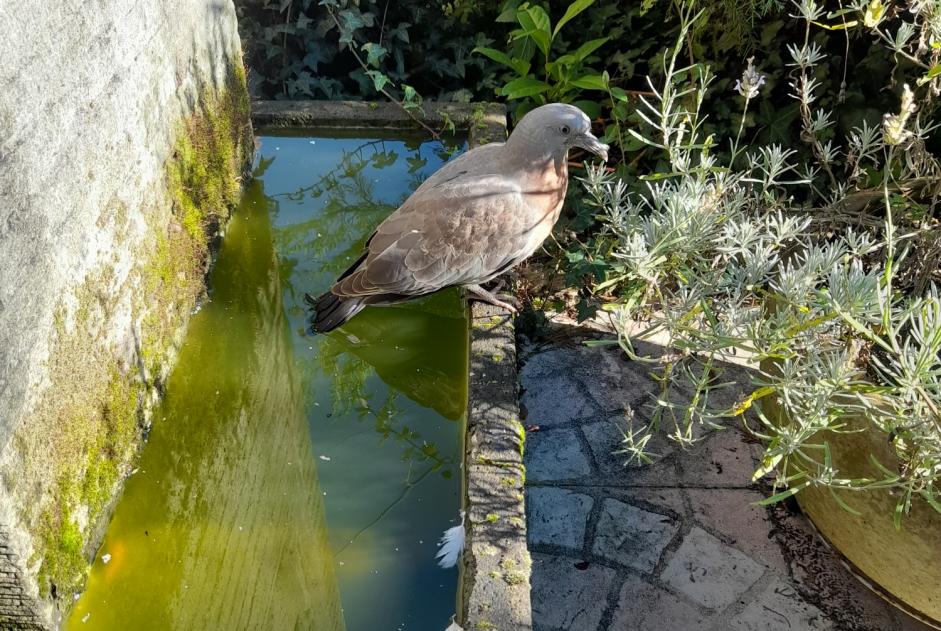 Alerte Découverte Oiseau Inconnu Maurepas France