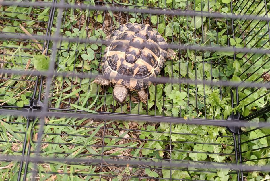 Alerte Découverte Tortue Inconnu Martigné-sur-Mayenne France