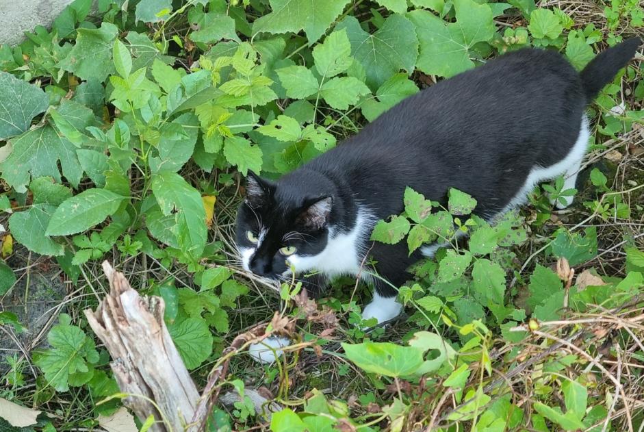 Verdwijningsalarm Kat  Vrouwtje , 4 jaar Saint-Honoré-les-Bains Frankrijk