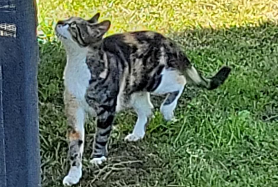 Alerta descoberta Gato Fêmea Boumourt France