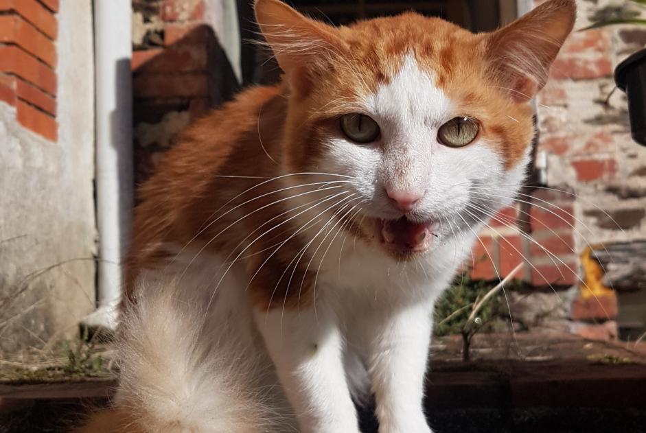 Alerta descoberta Gato cruzamento Macho Saint-Vincent-sur-Graon France